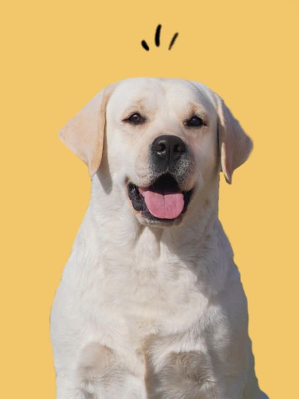 Criador de labrador